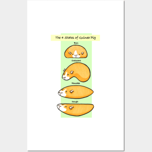 The 4 States of Guinea Pig Posters and Art